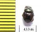 Scarabaeinae sp.  French Guiana - INSECTS-STORE.RU