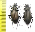 Carabus (Ctenocarabus) melancholicus, pair  Spain - INSECTS-STORE.RU