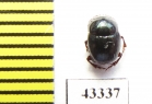 Scarabaeinae sp.  French Guiana - INSECTS-STORE.RU