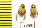 Hopliini sp., pair  South Africa Rep. - INSECTS-STORE.RU