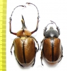 Golofa eacus, pair Colombia  58mm - INSECTS-STORE.RU