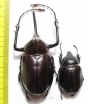 Golofa porteri?, pair Colombia  80mm - INSECTS-STORE.RU