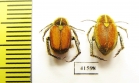 Hopliini sp., pair  South Africa Rep. - INSECTS-STORE.RU