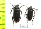 Meloidae sp.  South Africa Rep. - INSECTS-STORE.RU
