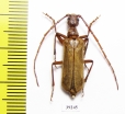 Vesperus aragonicus  Spain - INSECTS-STORE.RU