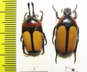 Dicheros bicornis malayanus, pair  Malaysia - INSECTS-STORE.RU