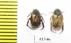 Hopliini sp., pair  South Africa Rep. - INSECTS-STORE.RU