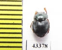 Scarabaeinae sp.  French Guiana - INSECTS-STORE.RU