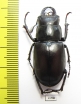 Lucanus subvelutinus  Iran, Mazandaran prov. 39mm - INSECTS-STORE.RU