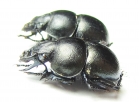 Lethrus karelini, pair  Kazakhstan - INSECTS-STORE.RU
