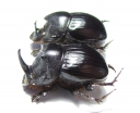 Copris sp., pair  South Africa Rep. - INSECTS-STORE.RU
