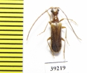 Vesperus jertensis  Spain - INSECTS-STORE.RU