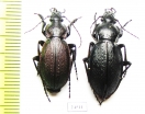 Carabus (Morphocarabus) regalis ssp., pair  Kazakhstan - INSECTS-STORE.RU