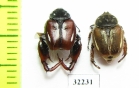 Hopliini sp., pair  South Africa Rep. - INSECTS-STORE.RU