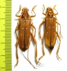 Dejanira quadripunctata, pair  Indonesia, Java - INSECTS-STORE.RU