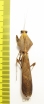 Mantodea sp.  Malaysia, Borneo  52mm - INSECTS-STORE.RU