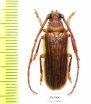 Delocheilus obscurus  South Africa Rep. - INSECTS-STORE.RU