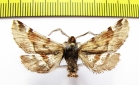 Apochima juglansiaria  Russia, Far East - INSECTS-STORE.RU