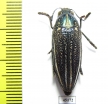 Amblysterna natalensis  Zimbabwe - INSECTS-STORE.RU