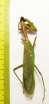 Mantodea sp.  Malaysia, Borneo  77mm - INSECTS-STORE.RU