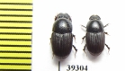 Aphodius antiquus  Russia, Buryatia reg. - INSECTS-STORE.RU