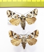 Noctuidae sp.  Russia, Far East - INSECTS-STORE.RU