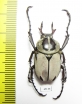 Dicronocephalus adamsi China - INSECTS-STORE.RU