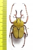 Dicronocephalus bowringi  Laos - INSECTS-STORE.RU
