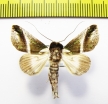 Noctuidae sp.  Philippines - INSECTS-STORE.RU