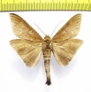 Noctuidae sp.  Malaysia - INSECTS-STORE.RU