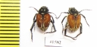 Hopliini sp., pair  South Africa Rep. - INSECTS-STORE.RU