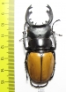 Odontolabis mouhoti elegans  Thailand  68mm - INSECTS-STORE.RU