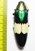 Chrysochroa saundersii maruyamai  Malaysia - INSECTS-STORE.RU