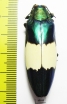 Chrysochroa saundersii maruyamai  Malaysia - INSECTS-STORE.RU