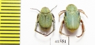 Hopliini sp., pair  South Africa Rep. - INSECTS-STORE.RU