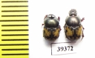 Onthophagus leucomelas, pair  Uzbekistan - INSECTS-STORE.RU