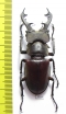 Lucanus dybowskyi  China, Sichuan prov. 60mm - INSECTS-STORE.RU