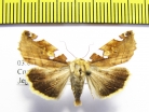 Noctuidae sp.  Russia, Far East - INSECTS-STORE.RU