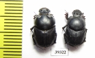 Onthophagus amyntas, pair  Uzbekistan - INSECTS-STORE.RU