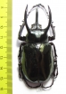 Chalcosoma atlas atlas  Indonesia, Sulawesi  72mm - INSECTS-STORE.RU