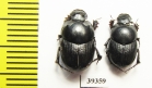 Onthophagus amyntas, pair  Uzbekistan - INSECTS-STORE.RU