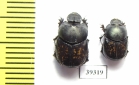 Onthophagus finschi, pair  Uzbekistan - INSECTS-STORE.RU