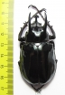 Chalcosoma atlas atlas  Indonesia, Sulawesi  63mm - INSECTS-STORE.RU