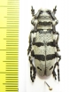 Eutaenia oberthueri  Malaysia - INSECTS-STORE.RU
