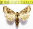 Noctuidae sp.  Russia, Far East - INSECTS-STORE.RU