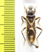Hemiptera sp.  Venezuela - INSECTS-STORE.RU