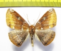 Herbita zarina  Peru - INSECTS-STORE.RU