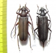 Aegosoma sinicum, pair  Russia, Far East - INSECTS-STORE.RU
