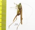 Orthoptera sp.  Venezuela - INSECTS-STORE.RU
