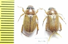 Adoretus nigrifrons  Russia, Astrakhan reg. - INSECTS-STORE.RU